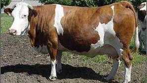 Simmentální plemeno krav: charakteristiky